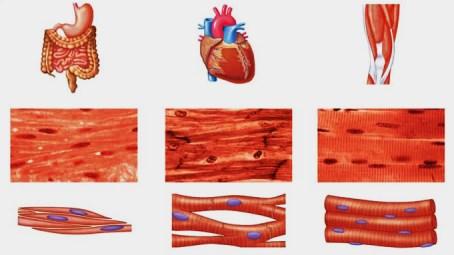 Ο μυϊκός ιστός της καρδιάς (μυοκάρδιο).