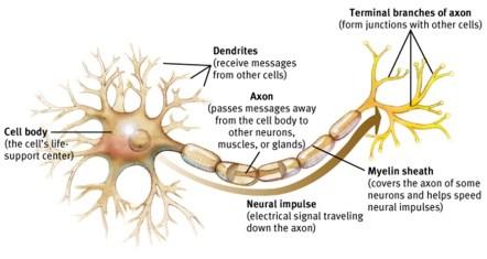31 32 Νευρικός ιστός: Τύποι νευρικών κυττάρων Όργανα & συστήματα οργάνων
