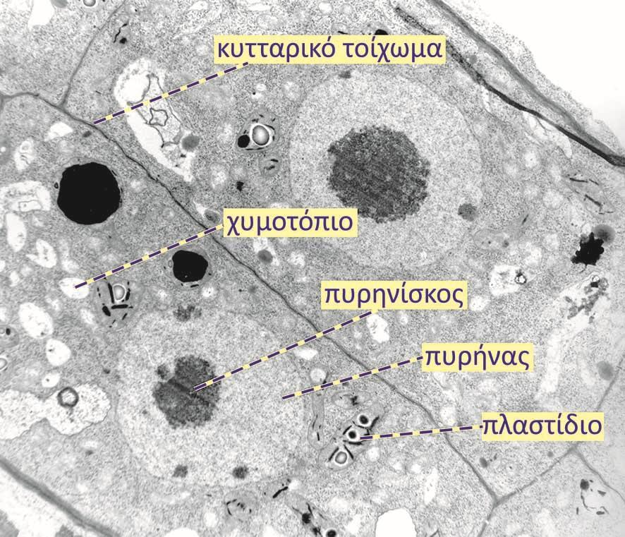 Οι μεριστωματικοί ιστοί είναι υπεύθυνοι για την ανάπτυξη όλων των οργάνων του φυτού Το μεριστωματικό κύτταρο Τα μεριστωματικά κύτταρα χαρακτηρίζονται από: το χαρακτηριστικό σχήμα κύβου ή ορθογωνίου