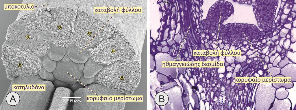 Το