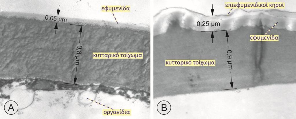 εφυμενίδας.