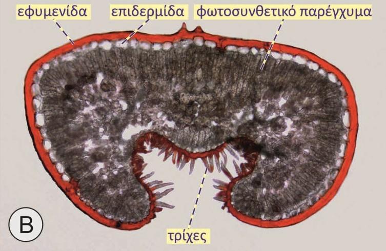 Λόγω της ύπαρξης των πολυμερών αυτών η εφυμενίδα δημιουργεί μια συνεχή υδρόφοβη στρώση η