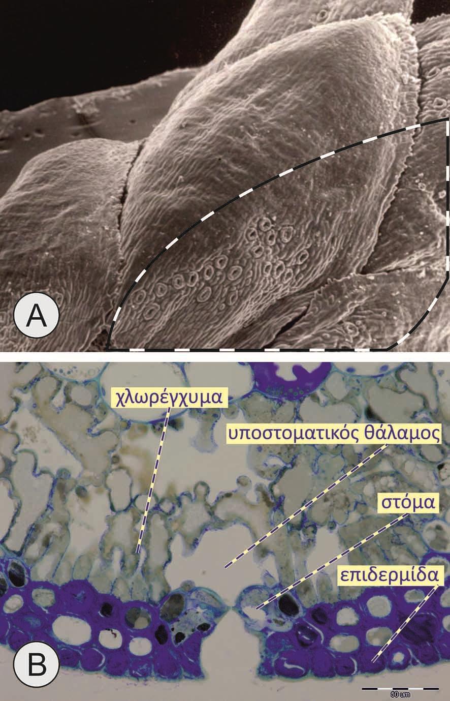 Στόματα: Καταφρακτικά κύτταρα Α. Τα στόματα στα φύλλα του κέδρου (Juniperus sp.