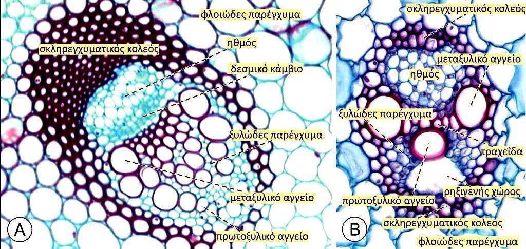 Το πρωτογενές ή δευτερογενές ξύλο αποτελείται από τους εξής τύπους κυττάρων Τα αγγεία του ξύλου και οι τραχεΐδες περιβάλλονται από κύτταρα του ξυλώδους παρεγχύματος.