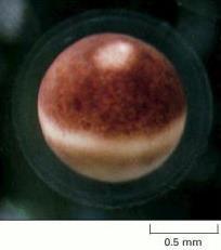 Στην ανώριμη μορφή του, το ωοκύτταρο (το προγονικό κύτταρο του μη γονιμοποιημένου ωαρίου) βρίσκεται σταματημένο στην πρώτη μειωτική διαίρεση.