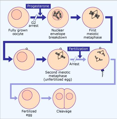 Ωρίμανση του ωοκυττάρου, γονιμοποίηση