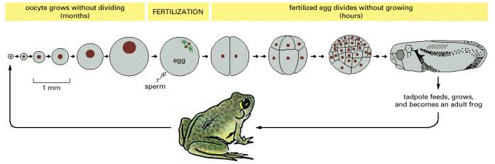 Ωρίμανση του ωοκυττάρου, γονιμοποίηση
