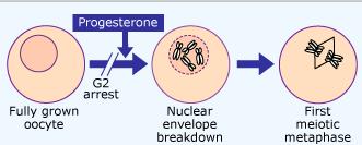 ? Για να βρεθεί πώς δρα η προγεστερόνη, η ορμόνη χορηγήθηκε αρχικά κατευθείαν σε σταματημένα ωοκύτταρα. Το αποτέλεσμα ήταν τα ωοκύτταρα να παραμείνουν σταματημένα.