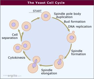 O κυτταρικός κύκλος του S.