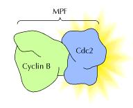 Iστορική αναδρομή 2 Reed, et al. (1985). Protein kinase activity associated with the product of the yeast cell division cycle gene CDC28. Proc. Natl. Acad. Sci. USA 82, 4055-4059. Lee, M. G.