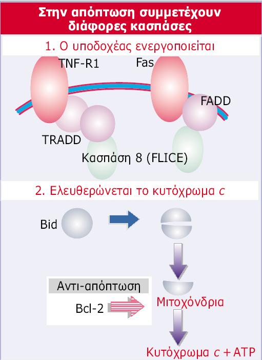 Genes VIII - Ακαδημαϊκές Εκδόσεις 2004 Εικόνα 29.50 Η απόπτωση μπορεί να πυροδοτηθεί από ενεργοποιητικούς υποδοχείς της επιφάνειας του κυττάρου.