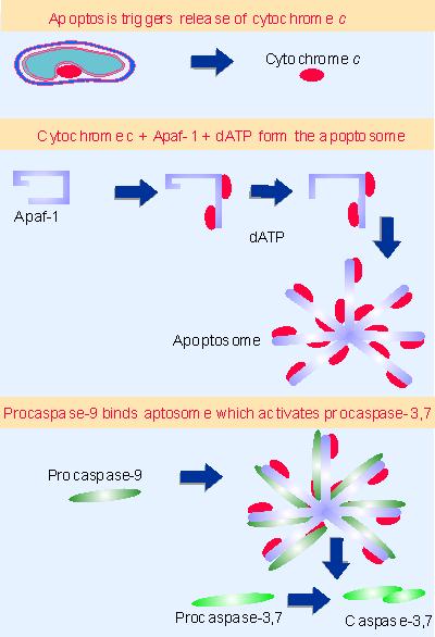 Αpaf-1 = apoptotic protease activating factor-1 Κυτταροπλασματική (Ικρίωμα) πρωτεΐνη Το κυτόχρωμα c προσδένει στο Αpaf-1 προκαλώντας μια αλλαγή στη στερεοδιαμόρφωση του, η οποία εκθέτει την