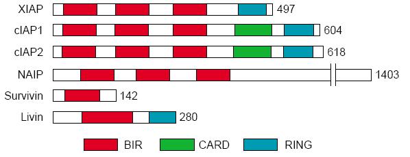 IAP = Inhibitor of Apoptosis Αναστολείς της απόπτωσης που μπορούν να προσδεθούν σε προκασπάσες ή ενεργοποιημένες κασπάσες και να αναστείλουν την λειτουργία τους.