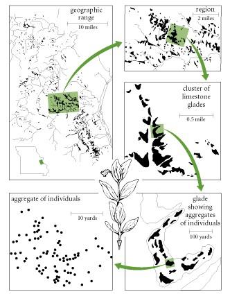 1 2 Klima, topografija, kemija tla i tekstura tla progresivno suzuju geografsku distribuciju pavitine (Clematis fremontii var.