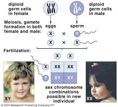 X i Y kromosom koji