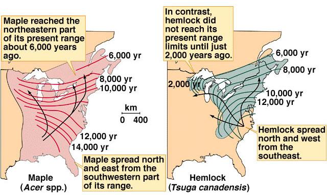 Ekspanzija biljaka prema sjeveru sjevernoameričkog kontinenta nakon povlačenja glečera prije 16000 god.