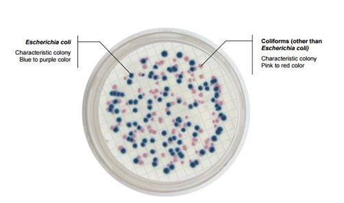 αμέτρηση της ολικής μικροβιολογικής χλωρίδας είναι μια από τις βασικότερες αναλύσεις που γίνονται σε νερό, τρόφιμα, κ.α. για να υπάρχει μια γενική εικόνα της μικροβιακής τάσης του δείγματος και εκφράζεται συνήθως σε cfu/ml όπου cfu είναι ο αριθμός σχηματιζόμενων αποικιών (cfu) Colony Forming Units) (Μαυρίδου και συν.