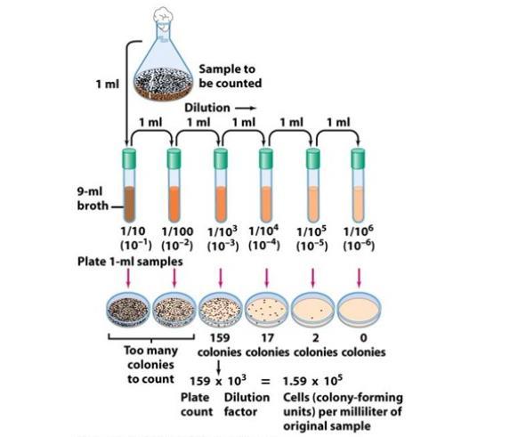 τρυβλία τοποθετούνται στους κλιβάνους επώασης σε συγκεκριμένη θερμοκρασία και για συγκεκριμένο χρόνο ανάλογα με το είδος του μικροοργανισμού (Wise k., 2013). Εικόνα 25. Μέθοδος spread-plate.