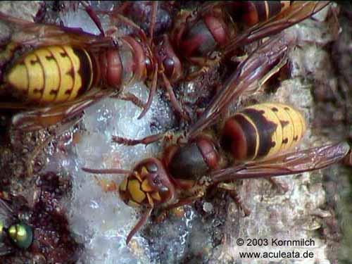 ΣΦΗΚΕΣ Του γένους Vespa & Vespula Τρέφονται με μέλισσες, αναστατώνουν μελίσσια Κυρίως το καλοκαίρι