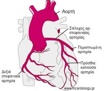 Εικόνα 1.9: Οι στεφανιαίες αρτηρίες [Ι-10] Η παροχή αίματος του καρδιακού μυ από τις στεφανιαίες αρτηρίες υπολογίζεται στα 250 cm 3 /min σε κατάσταση ηρεμίας.