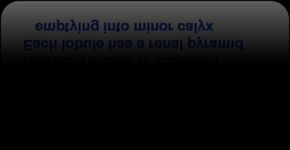 Εμβρυϊκή λόβωση 1) Ανάπτυξη της ουρητηρικής καταβολής στο μετανεφρικό βλάστημα 2) Εύκολα αντιληπτή στο έμβρυο, σαφώς λιγότερο στα