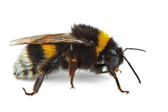Μελέτες σήραγγας (tunnel) (Ελκυστική για τις μέλισσες καλλιέργεια) Δεν υπάρχουν δυσμενείς επιπτώσεις στις μέλισσες και στις αποικίες τους, όταν εφαρμόζεται κατά την πλήρη άνθηση και όταν οι μέλισσες