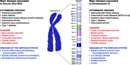 Zonulin and Its Regulation of Intestinal Barrier Function: