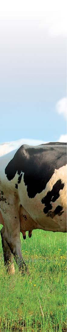 Napriek tomu, že krava bez problémov znesie teplotu prostredia až do -10 C, pri teplotách vyšších ako 25 C majú zvieratá tepelný