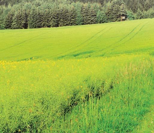 AGRO má oveľa vyššiu účinnosť v porovnaní s polystyrénom a vlnou.