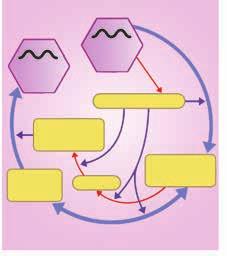 RNA Γονιδίωμα ~11-12.