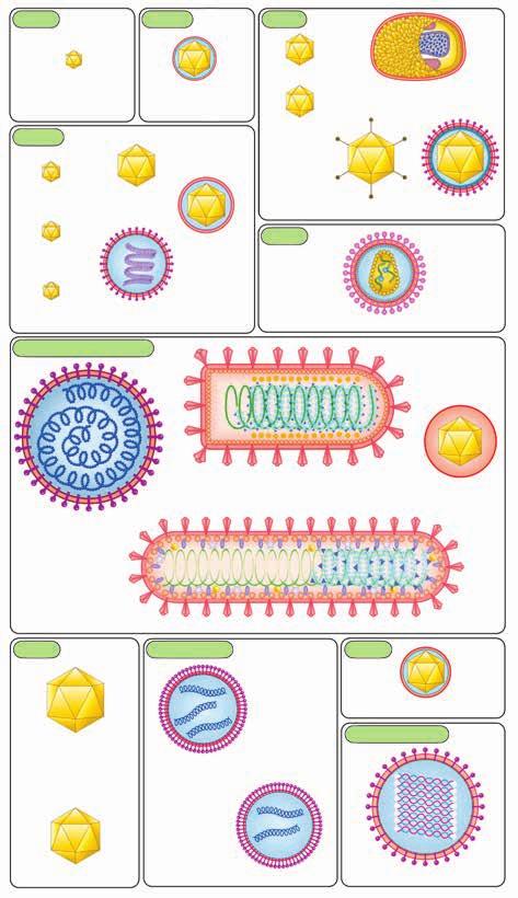 Ταξινόμηση των ιών 7 ssdna RT DNA dsdna Parvoviridae Parvovirinae Hepadnaviridae Polyomaviridae Poxviridae Chordopoxvirinae +ssrna Papillomaviridae Caliciviridae Flaviviridae Adenoviridae