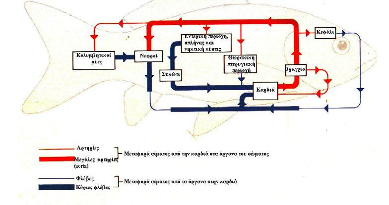 Η κυκλοφορία του αίματος στα ψάρια