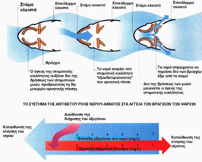 Η άντληση νερού στα βράγχια για να «ληφθεί» οξυγόνο (Ο 2 ) Γεώργιος Χώτος,