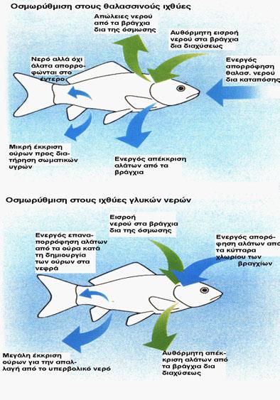 Η ΩΣΜΩΡΥΘΜΙΣΗ ΣΤΑ ΨΑΡΙΑ ΤΟΥ ΓΛΥΚΟΥ ΚΑΙ ΤΟΥ ΑΛΜΥΡΟΥ ΝΕΡΟΥ Οι κυτταρικές μεμβράνες των ψαριών