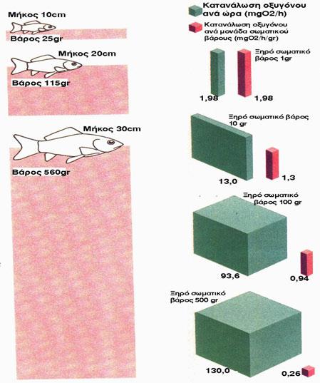 ΜΕΤΑΒΟΛΙΚΟΣ ΡΥΘΜΟΣ ΣΤΑ ΨΑΡΙΑ (Ως κατανάλωση οξυγόνου ανάλογα με το μέγεθος) ΣΥΜΠΕΡΑΣΜΑ: Για ίδιες συνολικές μάζες ψαριών αυτή που αποτελείται