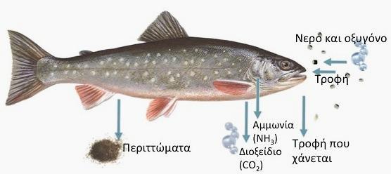 ΠΑΡΑΓΩΓΗ ΑΠΟΒΛΗΤΩΝ ΑΠΟ ΨΑΡΙΑ (Γενικευμένη