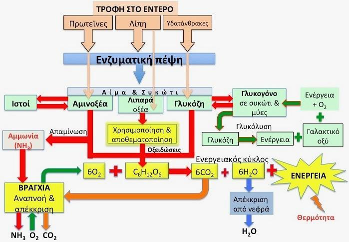 ΣΧΗΜΑΤΙΚΗ ΑΝΑΠΑΡΑΣΤΑΣΗ ΜΕΤΑΒΟΛΙΚΗΣ ΟΔΟΥ ΣΤΑ