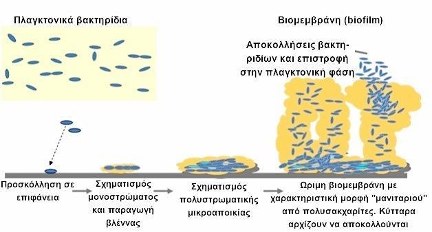 ΣΤΑΔΙΑ ΑΝΑΠΤΥΞΗΣ ΒΙΟΜΕΜΒΡΑΝΗΣ Γεώργιος