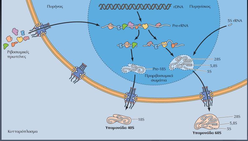 Συναρμολόγηση του ριβοσώματος Τα τελικά στάδια της ωρίμανσης συμβαίνουν στο κυτταρόπλασμα με αποτέλεσμα το σχηματισμό των 40S και 60S υπομονάδων Οι ριβοσωμικές πρωτεΐνες