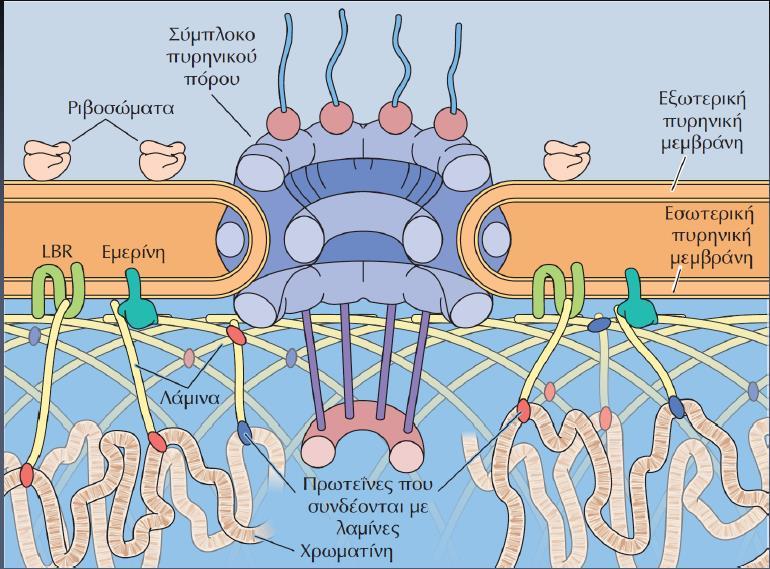 H πυρηνική λάμινα Η εσωτερική πυρηνική μεμβράνη περιέχει αρκετές διαμεμβρανικές πρωτεΐνες, όπως είναι η εμερίνη και ο υποδοχέας της λαμίνης Β (LBR,