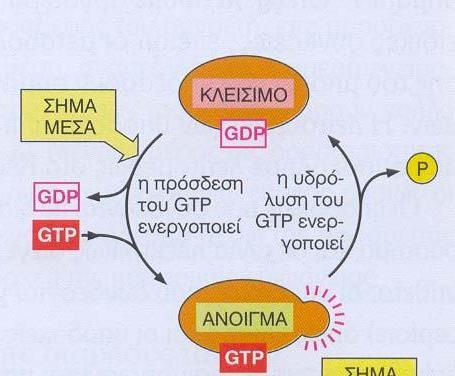 Η μεταφορά των πρωτεϊνών