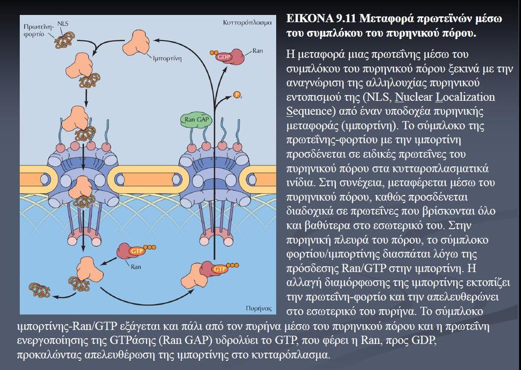 Είσοδος πρωτεϊνών μέσω του πυρηνικού πόρου Αναγνώριση της αλληλουχίας πυρηνικού εντοπισμού από έναν μεταφορέα πυρηνικής μεταφοράς (ιμπορτίνη) Το σύμπλοκο πρωτεΐνης -ιμπορτίνης προσδένεται στις