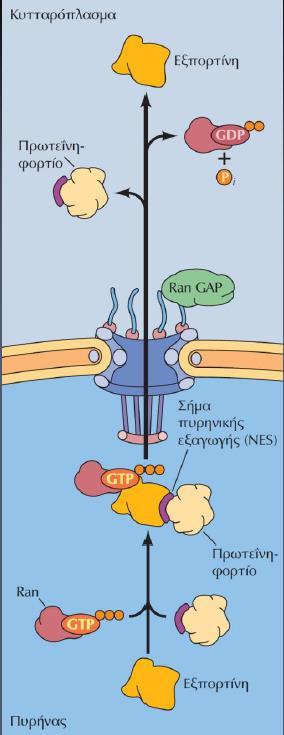 Έξοδος πρωτεϊνών μέσω του πυρηνικού πόρου Σήμα πυρηνικής εξόδου : περιλαμβάνει υδρόφοβα αμινοξέα (συχνά λευκίνες) To RAN-GTP δεσμεύεται στο σύμπλοκο εξπορτίνηςφορτίου και μετακινείται μέσω του