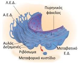 Ενδοπλασματικό δύκτιο (α) Αδρό ΕΔ: -Φυσική συνέχεια του πυρηνικού φακέλου -Σύνθεση, τροποποίηση και διανομή