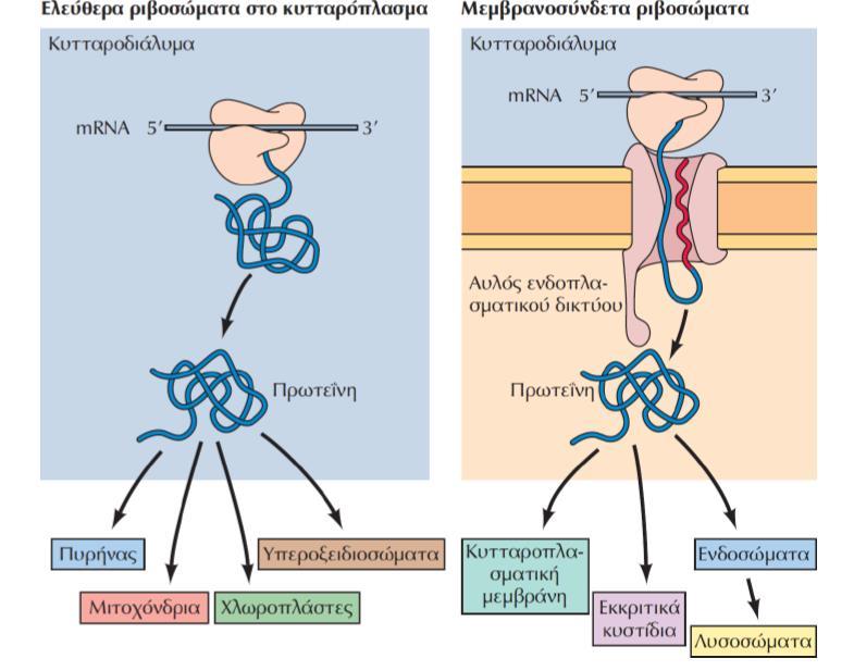 Eλεύθερα ριβοσώματα: Οι πρωτεΐνες που συντίθενται σε αυτά παραμένουν στο κυτταροδιάλυμα είτε μεταφέρονται στον πυρήνα, τα μιτοχόνδρια και τους χλωροπλάστες