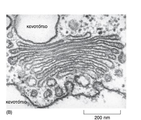 cis-golgi