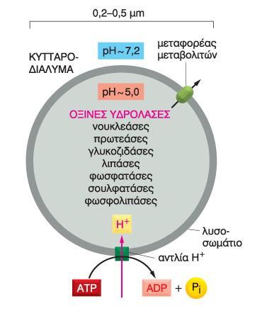 Λυσσοσώματα Τα λυσοσώματα περιέχουν πολλές διαφορετικές όξινες υδρολάσες, οι οποίες είναι ενεργές στο όξινο ph που διατηρείται στο εσωτερικό του λυσοσώματος, αλλά όχι και στο ουδέτερο ph του