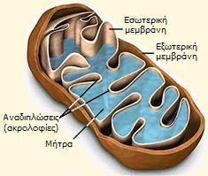 Μιτοχόνδρια Παραγωγή ενέργειας στα κύτταρα Περιβάλλονται από δύο μεμβράνες: - Εξωτερική:λεία και περιέχει συγκεκριμένες πρωτεΐνες, τις πορίνες που επιτρέπουν τη διέλευση ακόμα και μεγάλων μορίων.