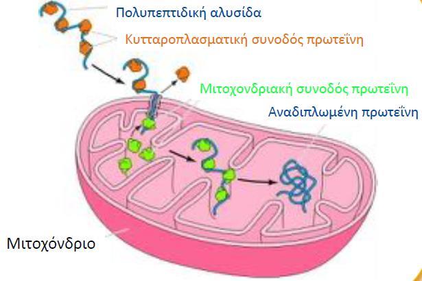 Μιτοχόνδρια Οι περισσότερες πρωτεΐνες των μιτοχονδρίων προέρχονται από το κυτταροδίαλυμα Σημα μιτοχονδριακού εντοπισμού: Στο αμινοτελικό άκρο των πρωτεϊνών Κατά την μετατόπιση τους στα
