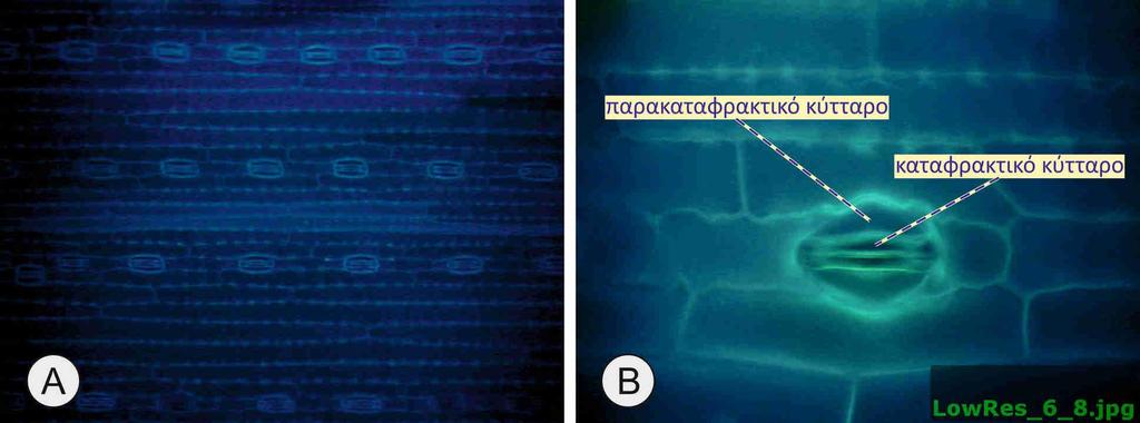 Α. Αλτηροειδή στόματα στο φύλλου κριθαριού όπως εμφανίζονται σε μικροσκόπιο φθορισμού.